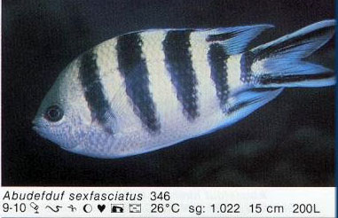 Abudefduf sexfasciatus